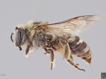 [Colletes angelicus female thumbnail]